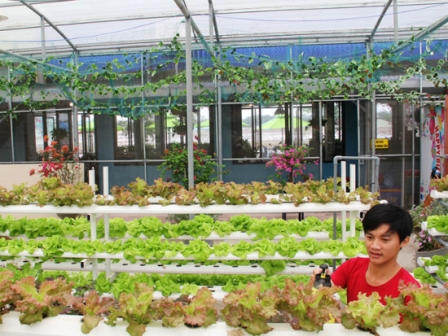 Mô hình cộng hưởng cà phê và rau sạch giúp anh Nhân thu về hàng trăm triệu đồng mỗi năm. (Ảnh: Mạnh Cường).