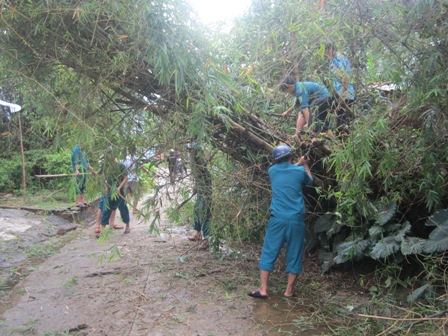 Thanh niên xung kích phường Tân Thạnh ra quân phát quang, dọn dẹp cây bị ngã đỗ do bão số 4