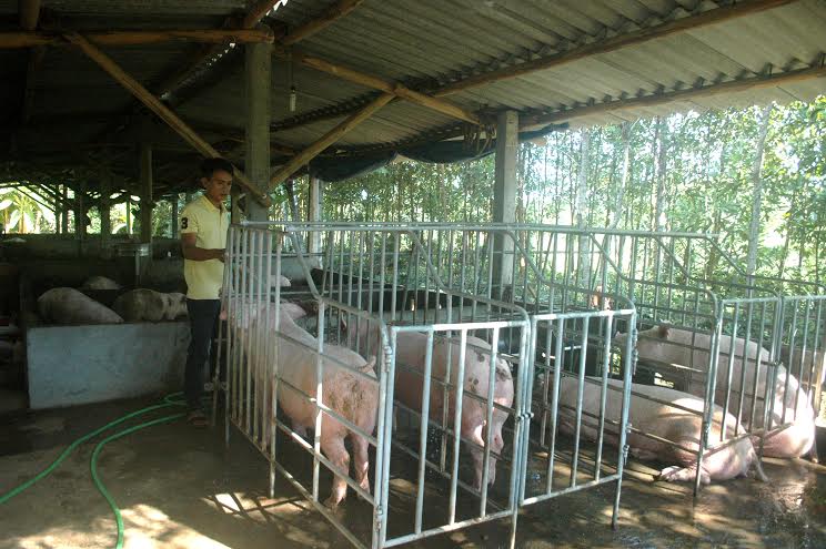 Trang trại của anh Hàn được áp dụng mô hình kỹ thuật tiên tiến